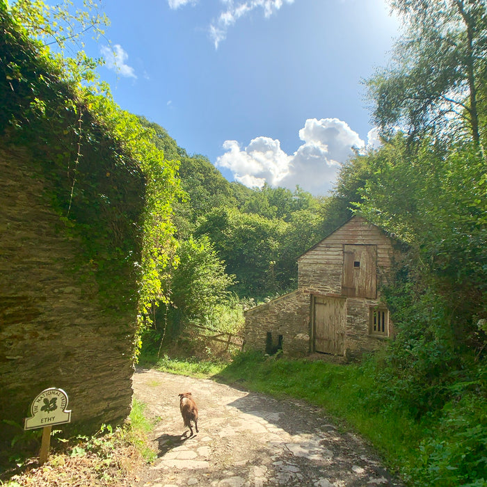 Sprocket at Ethy woods national trust, Lerryn, cornwall