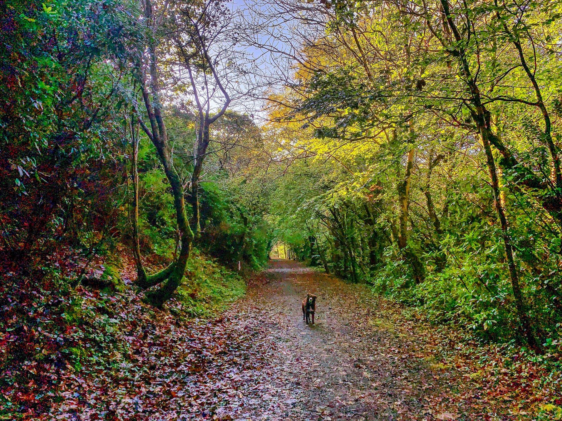 The Trethowel Trails