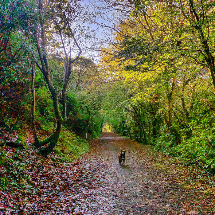 The Trethowel Trails