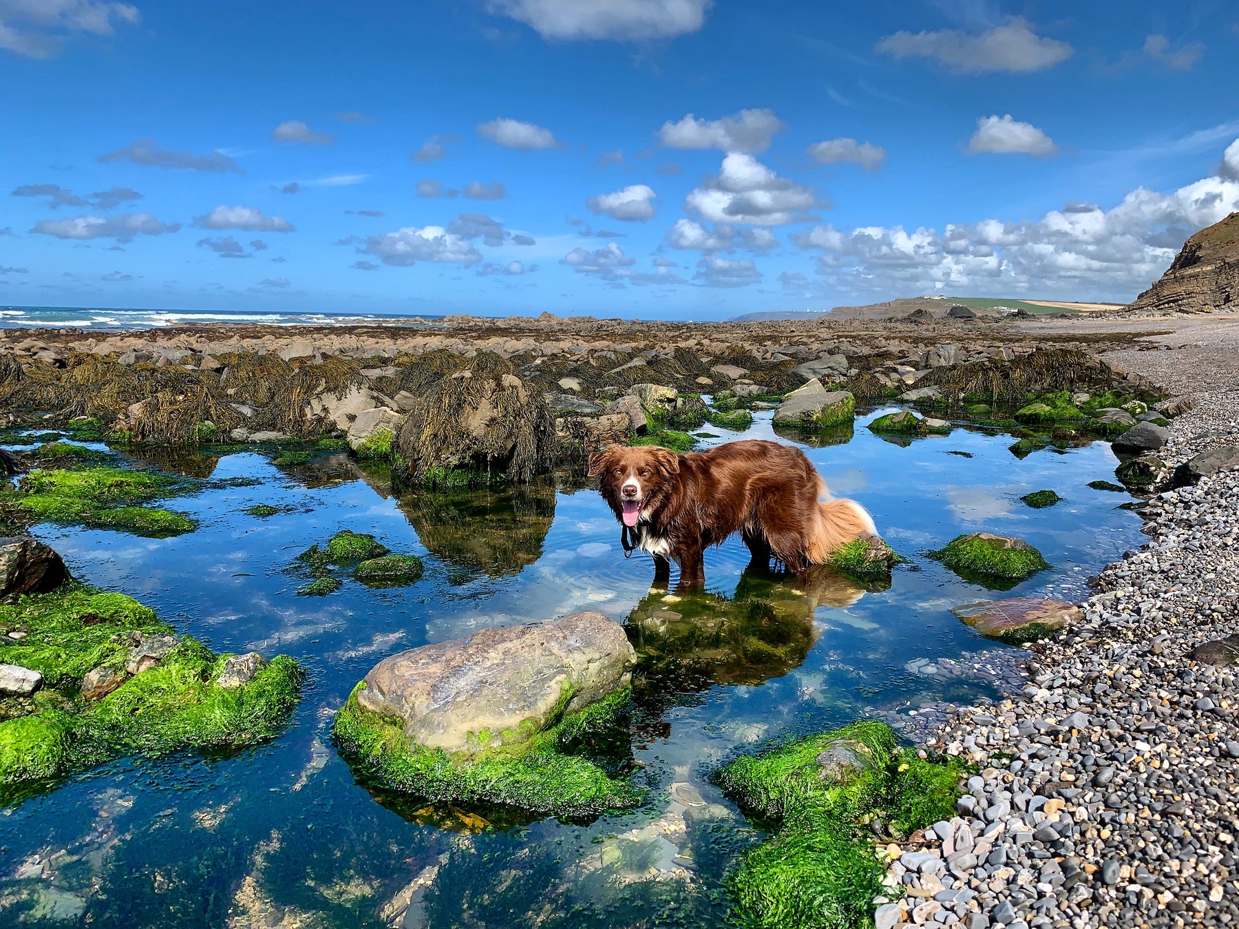 Sprocket on Widemouth Bay beach bude cornwall