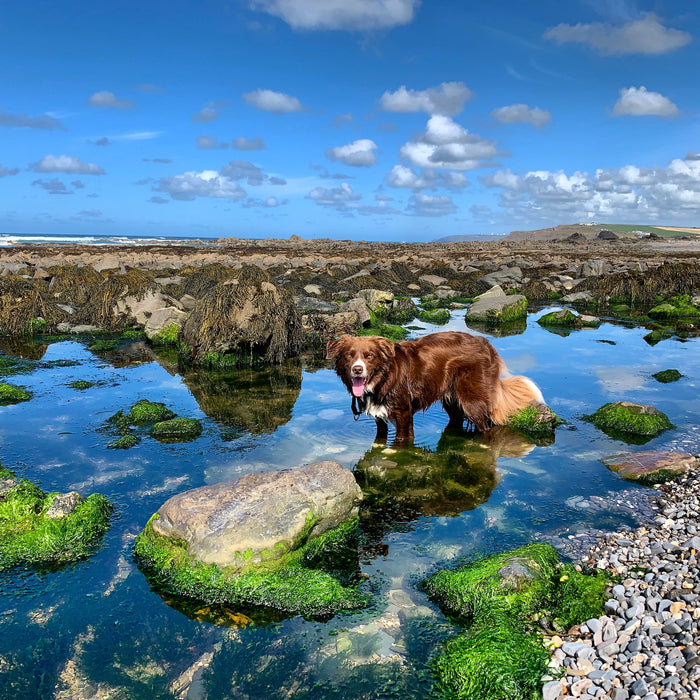 Sprocket on Widemouth Bay beach bude cornwall
