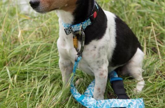 Dog on a leash in a grassy field