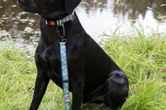 A black dog wearing a harness and leash, sitting on grass with water and trees in the background.