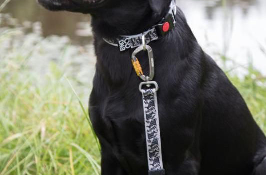 A black dog wearing a collar with a patterned leash attached.