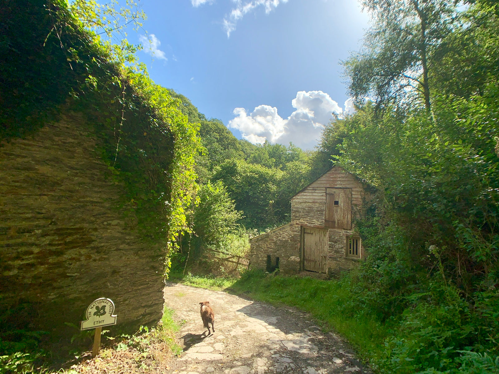 Sprocket at Ethy woods national trust, Lerryn, cornwall