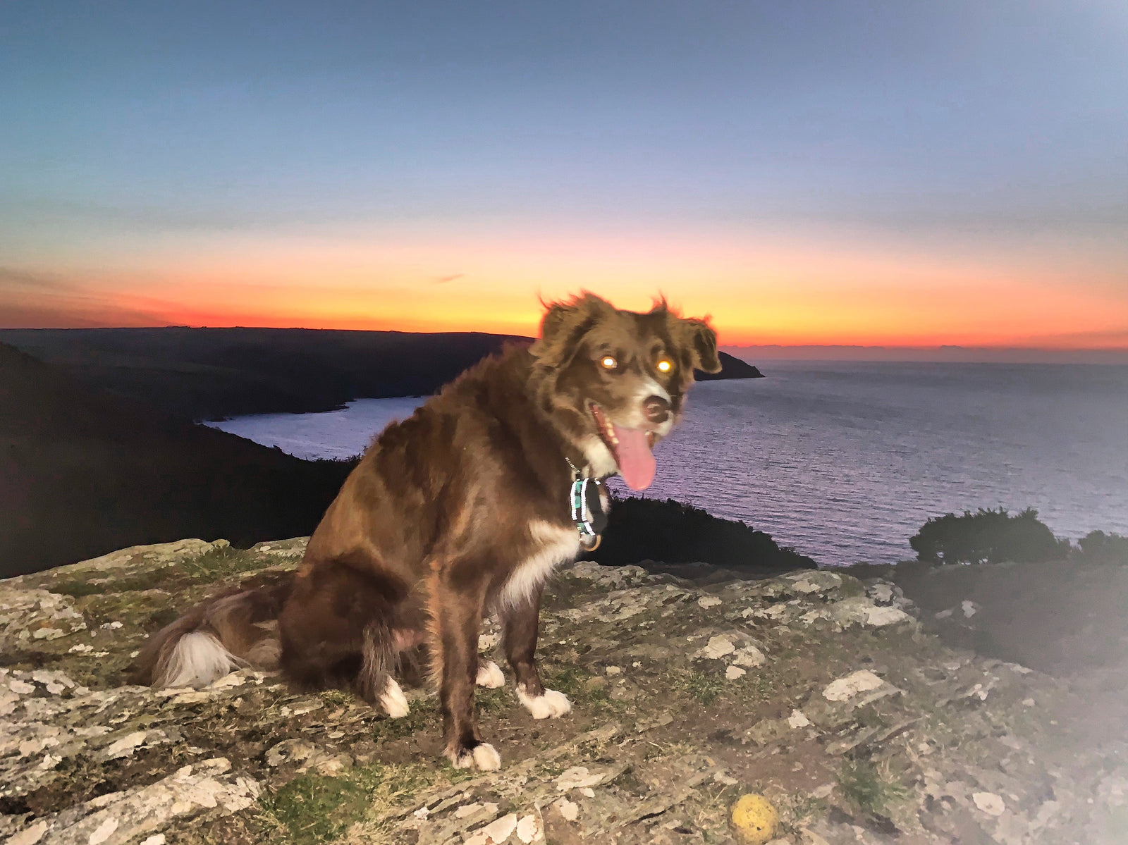 Sprocket enjoying the sunrise over Lantic Bay, Polruan, Cornwall