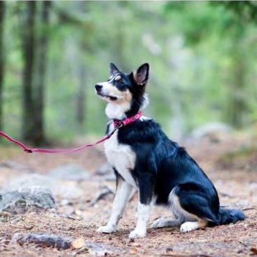 Rukka Pets cool tomato twist collar lead and leash