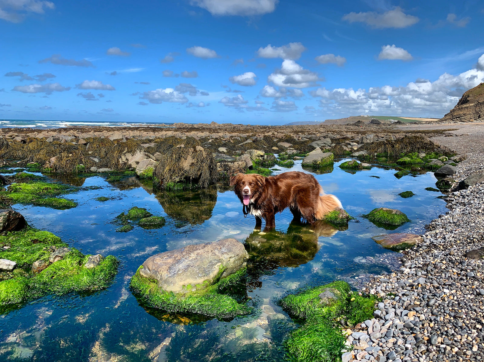 Sprocket on Widemouth Bay beach bude cornwall 