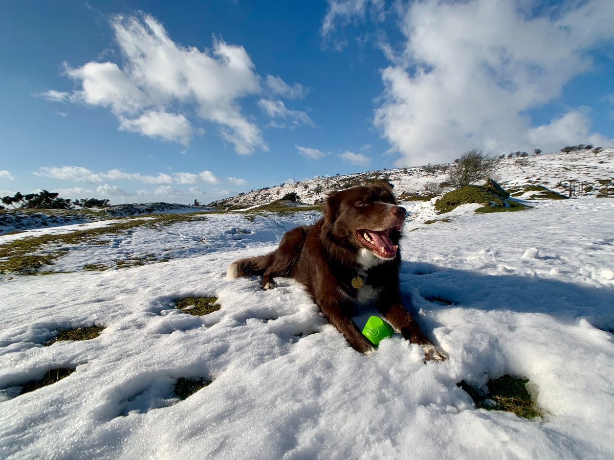 Snowy Sprocket