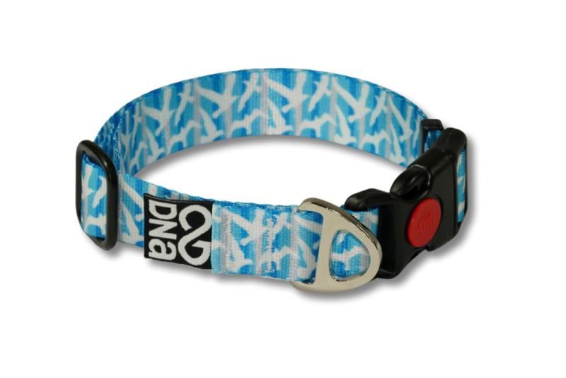 Dog on a leash in a grassy field