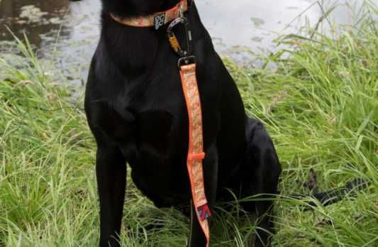 A black dog wearing an orange and rust-colored collar with a metal buckle, sitting on grass with a body of water and trees in the background.