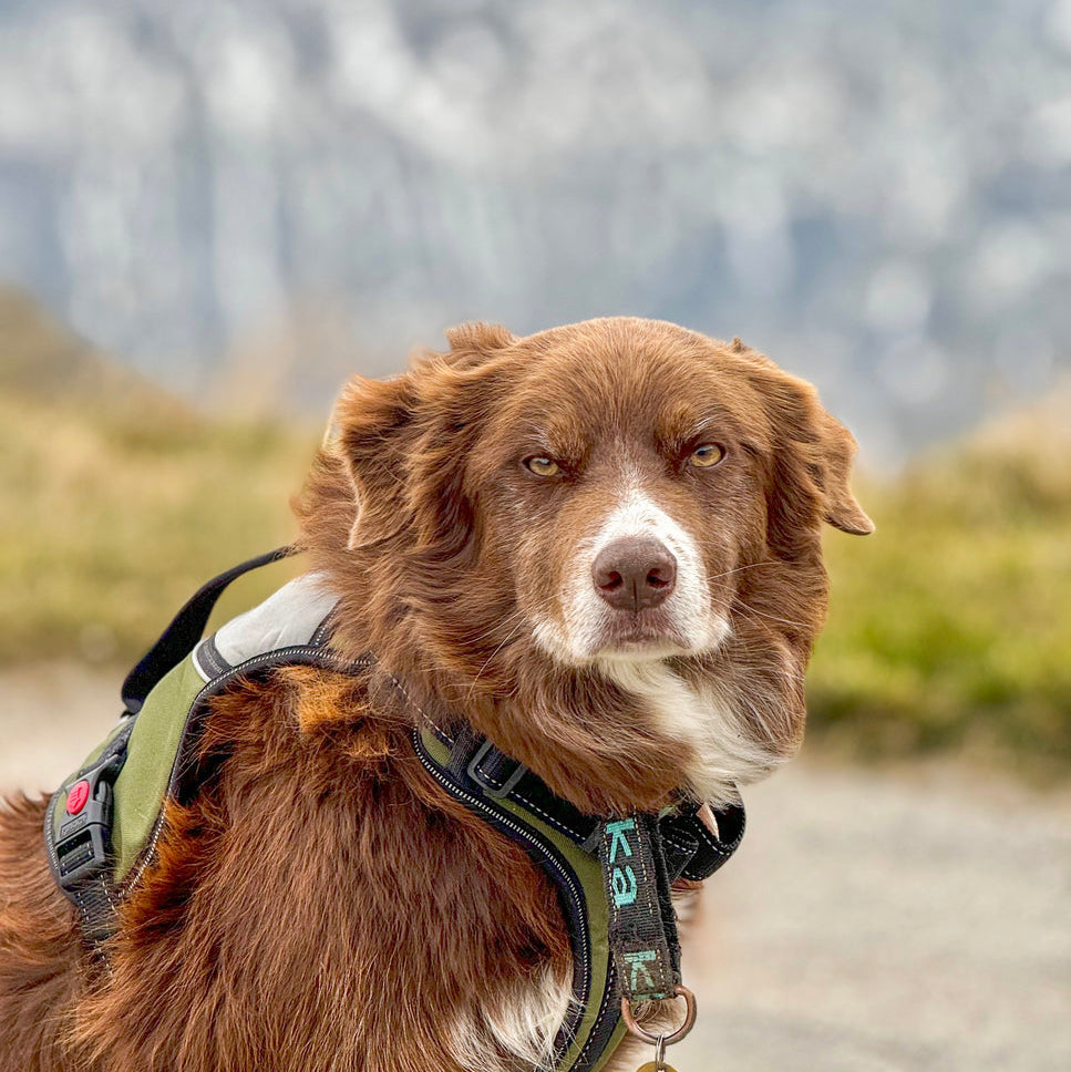 Brown dog on a trail with mountains in the background