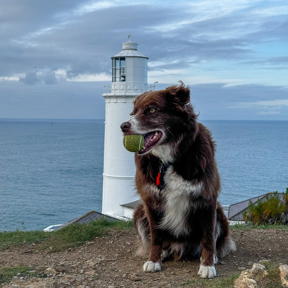 Dog with a tennis ball in front of a lighthouse by the sea