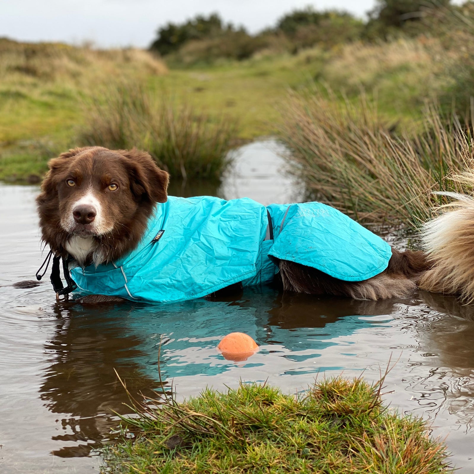 Dog in a blue rukka pets case raincoat standing in water with a ball nearby