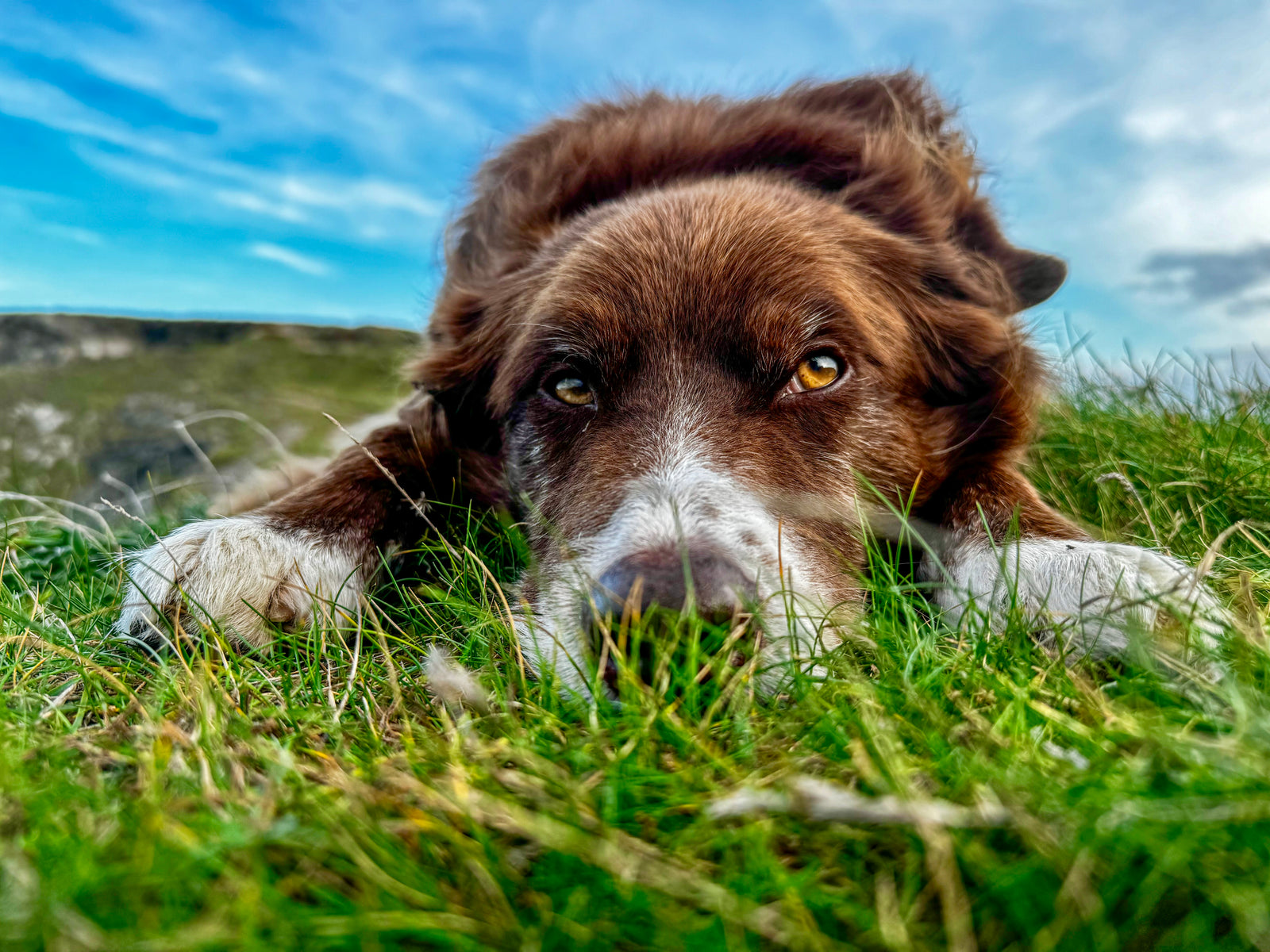 Dog lying on grass with a blue sky in the background