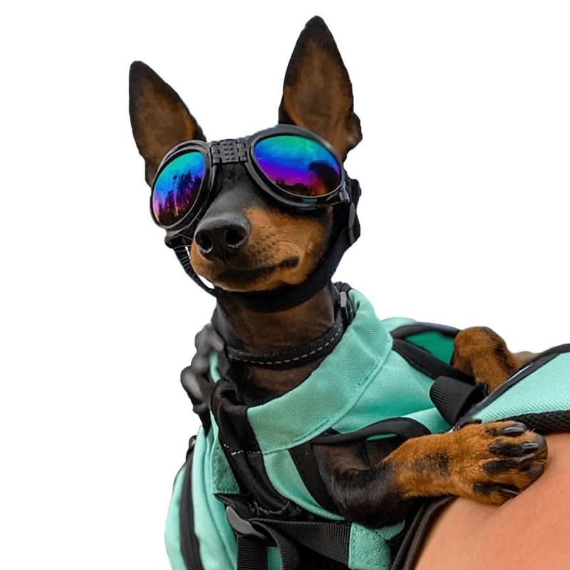 dog goggles uk K9 Sport Doggles Doggy Glasses Sunglasses Goggles