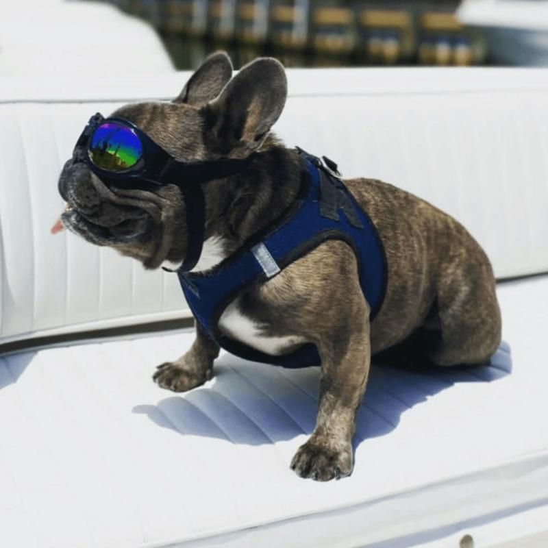 dog goggles uk K9 Sport Doggles Doggy Glasses Sunglasses Goggles