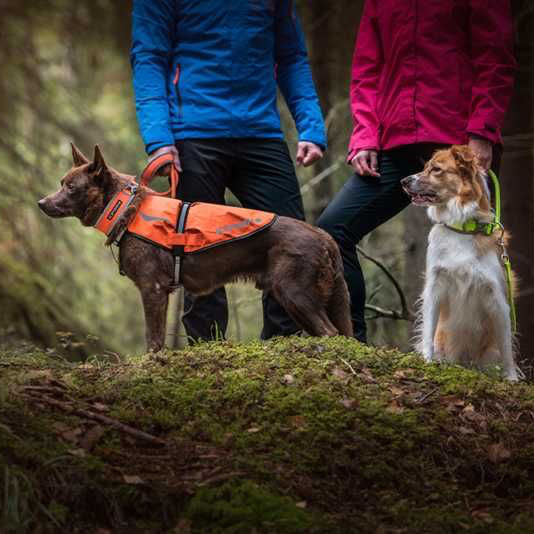 Two dogs wearing reflective vests are seen with their owners in a wooded area at dusk. One dog is wearing an orange vest, and the other is in a pink vest, both with reflective patches.