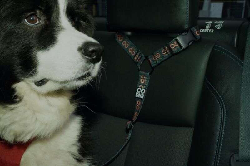 Road Trip Head Rest Tether