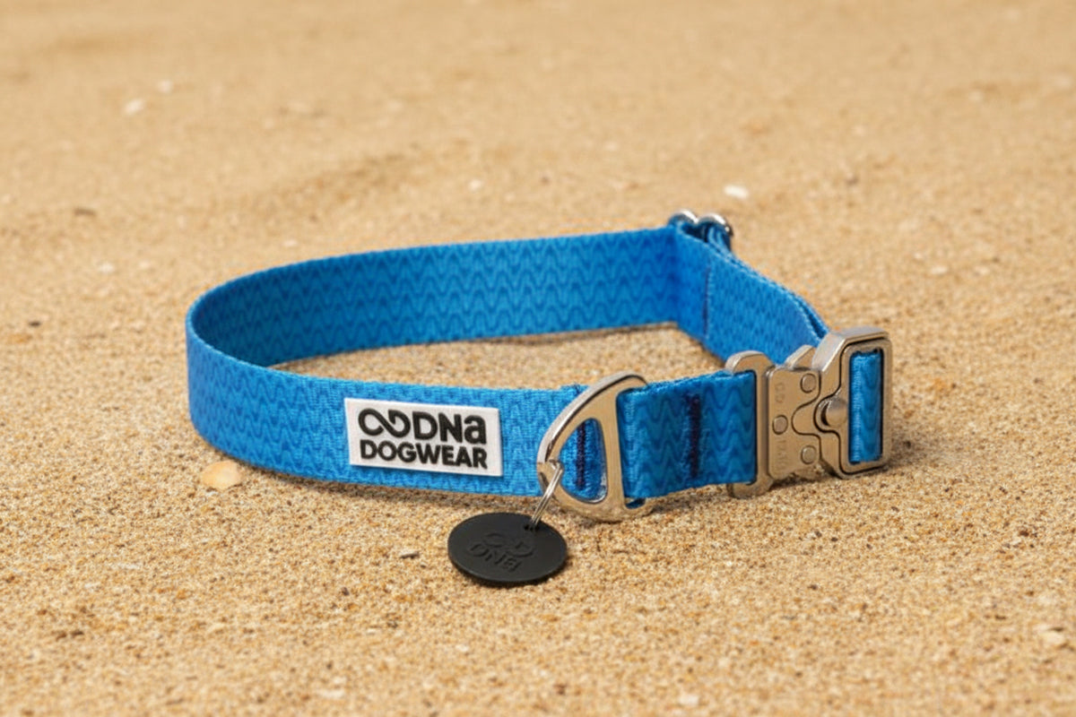 Blue dog collar with metal buckle and brand logo on a white background